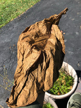 Load image into Gallery viewer, Wood Leaf (1 Natural Leaf)
